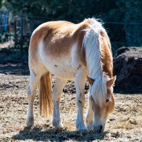 L03_6975 Les poneys vermeilles le 23.03.21 - picturelaurent.com