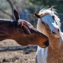 L03_6990 Les poneys vermeilles le 23.03.21 - picturelaurent.com