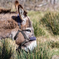 L03_7012 Les poneys vermeilles le 23.03.21 - picturelaurent.com