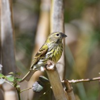 L03_8640 Serin sauvage