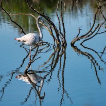 L03_9239 Flamant rose