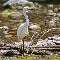 L03_9346 Aigrette garzette
