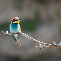 L03_9834 Guepier
