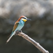 L03_9913 Guepier