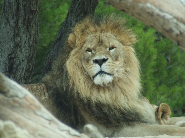 Reserve Africaine 2012