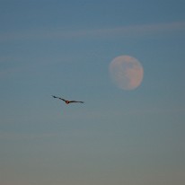 DSC_0930_2 Buse revenant de la lune.