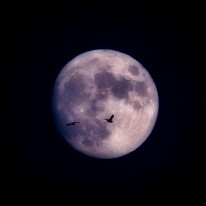 L04_2460 (1)