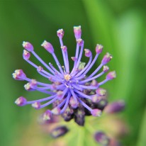 FAN_0297