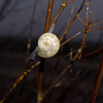 WP_20200109_08_41_11_Rich Escargot