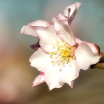 DSC_1075_2 Amandier