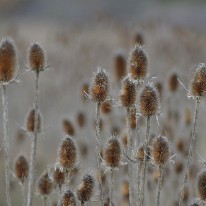 DSC_1451