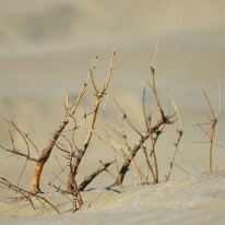 DSC_2955