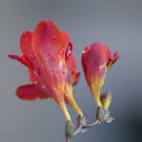 DSC_4516