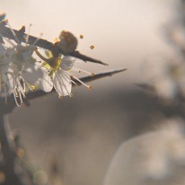 FAN_9499_2