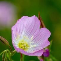DSC_5452-2