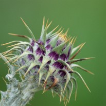DSC_5457-2