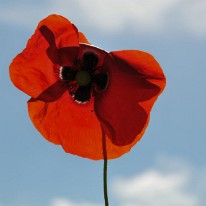 FAN_0444