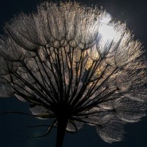 FAN_0487