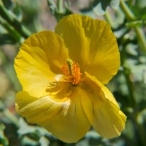 FAN_0942