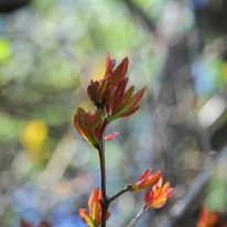 FAN_9833