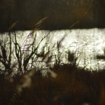 DSC_0071