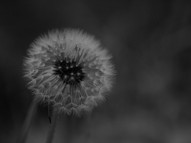 Nature La nature